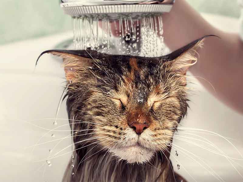 Should you shampoo your cat?